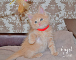 Кошки в Москве: Кошечка мейн-кун, рыжее солнышко Девочка, 25 000 руб. - фото 3