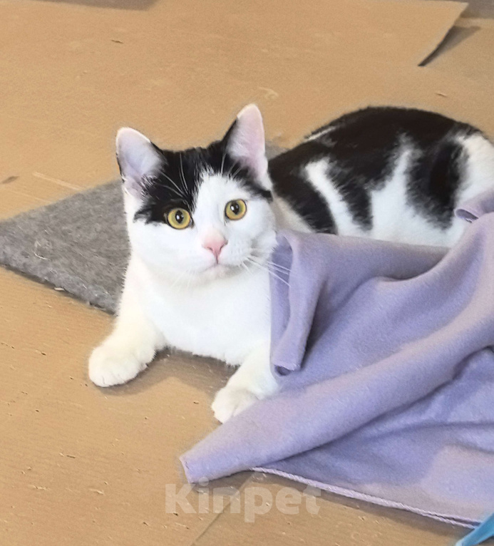 Кошки в Москве: Котик Федя ищет семью! Мальчик, Бесплатно - фото 6