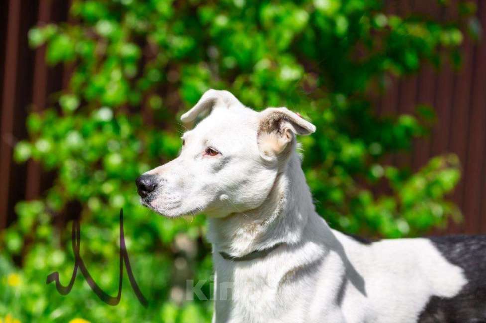 Собаки в Домодедово: Белая собачка Марта Девочка, Бесплатно - фото 2