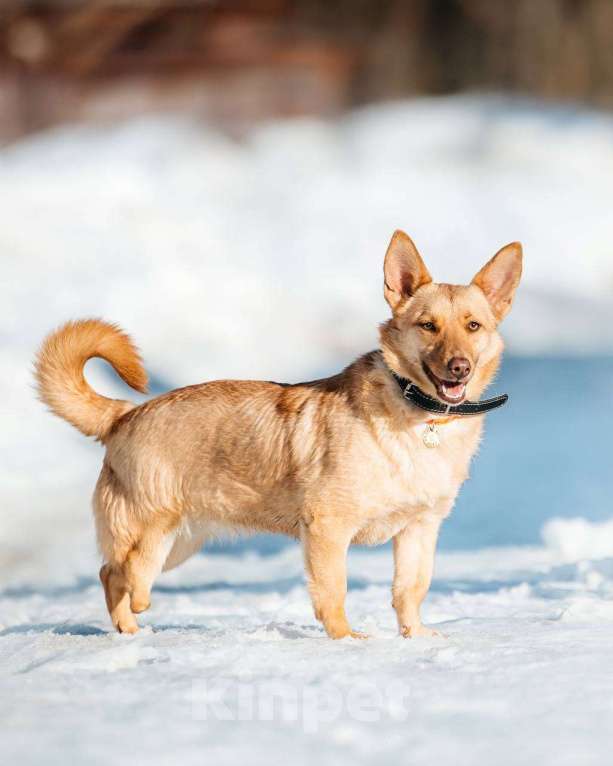 Собаки в других городах Московской области: Привет :) Я  - Тата Девочка, Бесплатно - фото 2