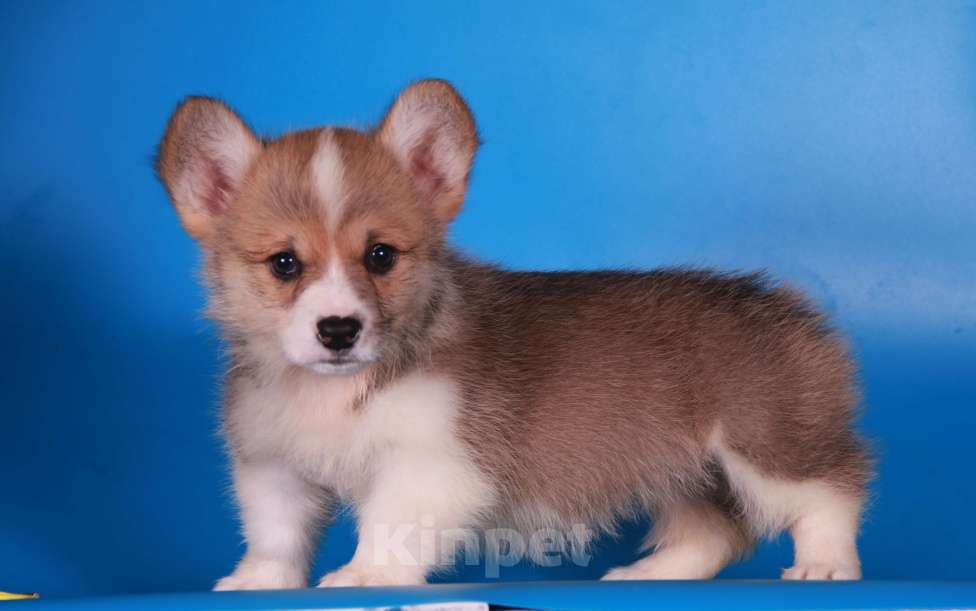 Собаки в Москве: вельш корги пемброк Девочка, 80 000 руб. - фото 5