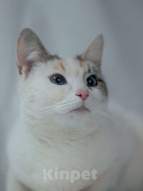 Кошки в Ногинске: Пенка - нереальная красавица в поисках дома Девочка, Бесплатно - фото 6