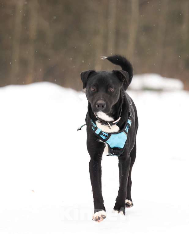 Собаки в Москве: Чаплин бывшедомашний пес в добрые руки Мальчик, Бесплатно - фото 6