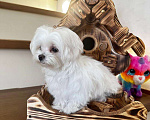 Собаки в Тюмени: Щенок Мальтийской болонки Девочка, 120 000 руб. - фото 2