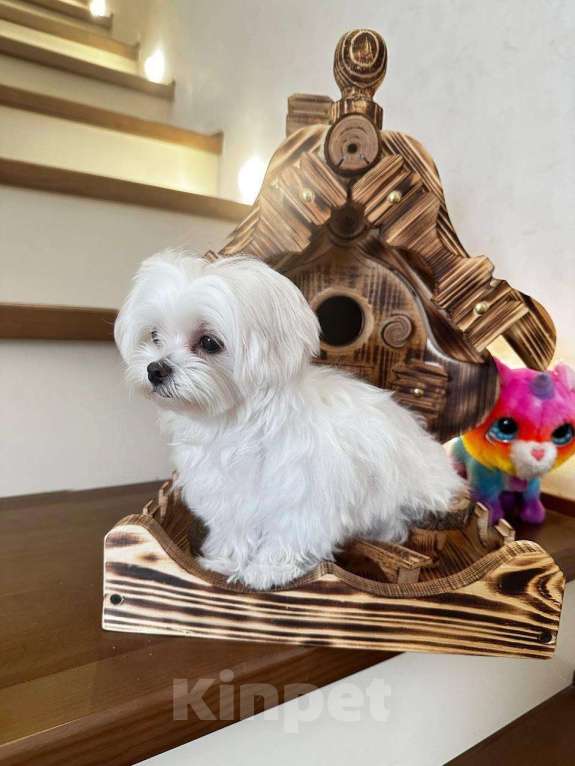 Собаки в Тюмени: Щенок Мальтийской болонки Девочка, 120 000 руб. - фото 2