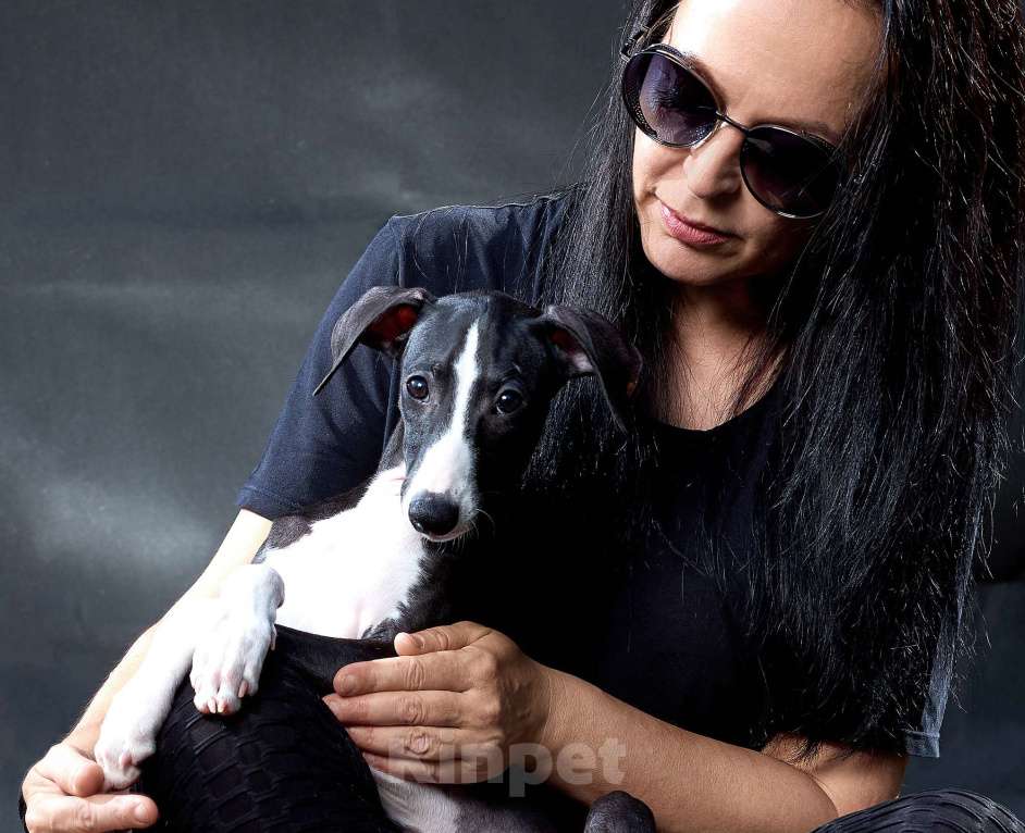 Собаки в Москве: Красивый парень уиппет черного цвета Мальчик, 55 000 руб. - фото 10