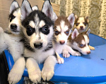 Собаки в Высоковске: Продаются щенки Хаски . Родились 19 сентября. Кушают самостоятельно Мальчик, 15 000 руб. - фото 4