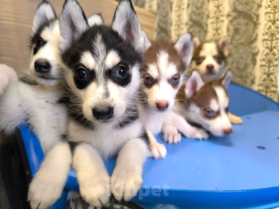 Собаки в Высоковске: Продаются щенки Хаски . Родились 19 сентября. Кушают самостоятельно Мальчик, 15 000 руб. - фото 4