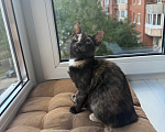 Кошки в Санкт-Петербурге: Котенок Бэсса Девочка, Бесплатно - фото 8