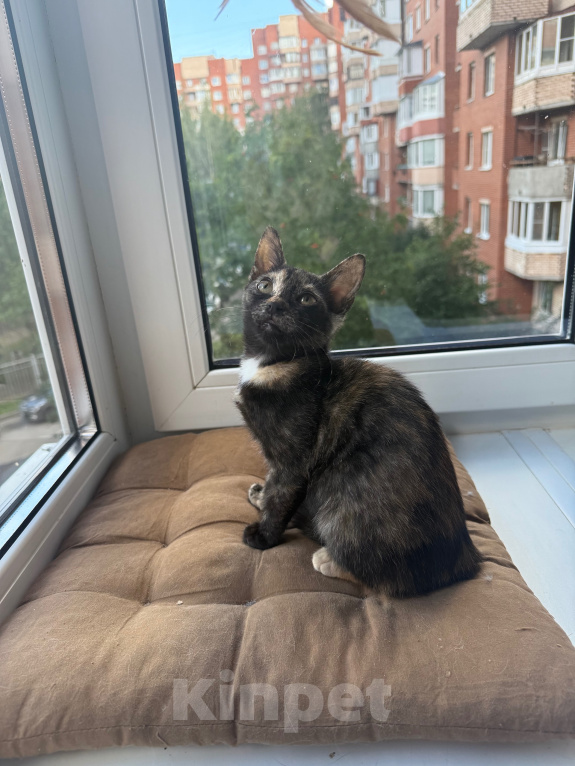 Кошки в Санкт-Петербурге: Котенок Бэсса Девочка, Бесплатно - фото 8