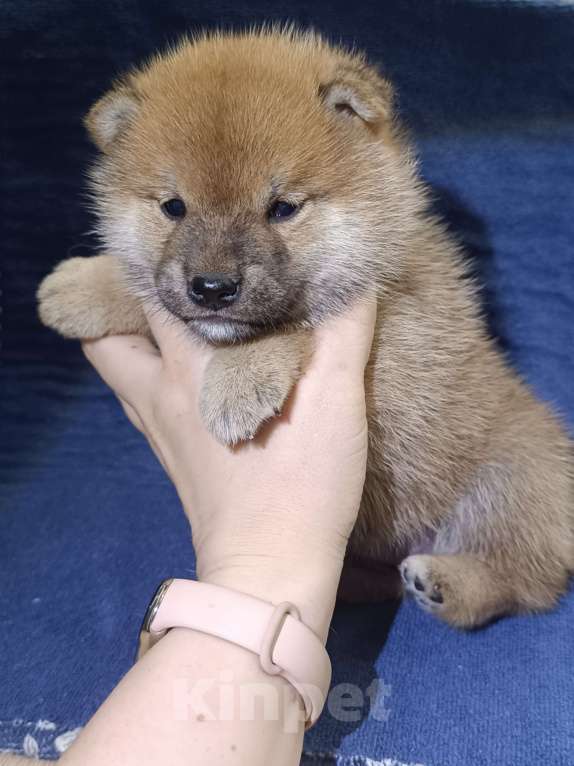 Собаки в Сертолово: Кобель Сиба щенок Мальчик, 80 000 руб. - фото 1