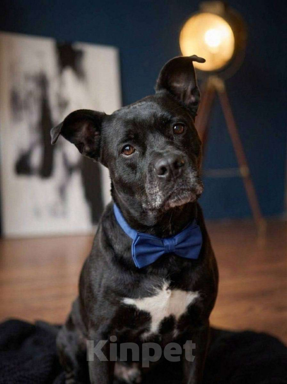 Собаки в Москве: Джек ждет новых хозяев Мальчик, Бесплатно - фото 1