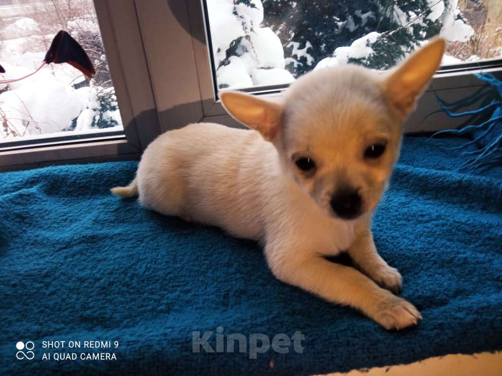 Собаки в других городах Московской области: Марсель  Мальчик, 12 000 руб. - фото 1