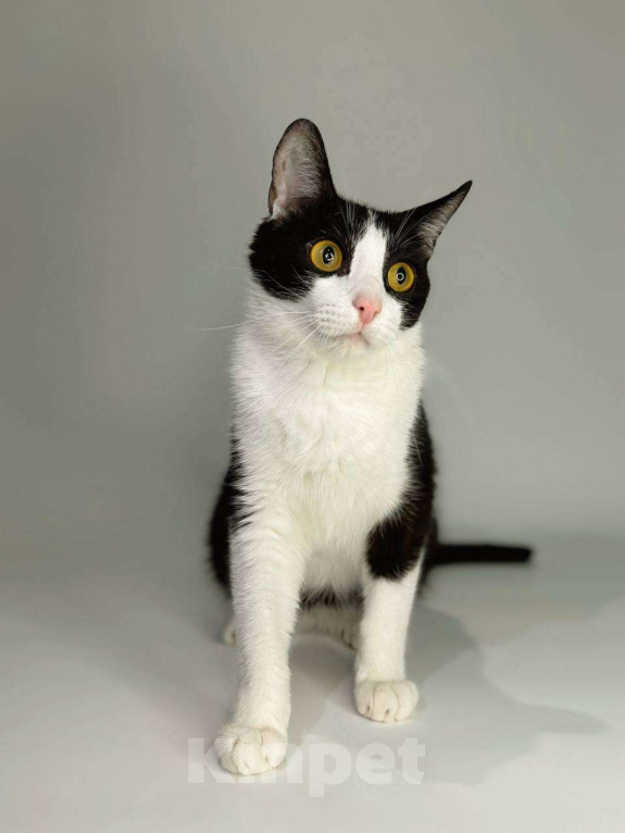 Кошки в Балашихе: Пиксель Мальчик, Бесплатно - фото 1