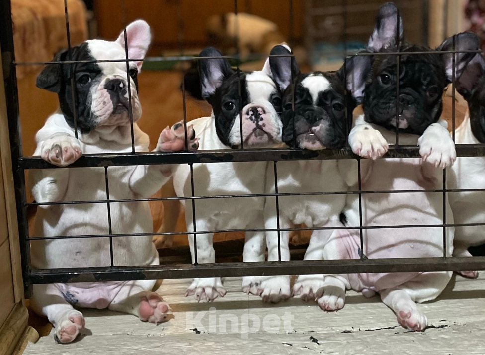 Собаки в других городах Воронежской области: Щенки Французского бульдога Мальчик, Бесплатно - фото 2
