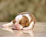 Собаки в Санкт-Петербурге: Мальчик Кавалер Кинг Чарльз Спаниель, полный комплект документов РКФ Мальчик, 80 500 руб. - фото 1