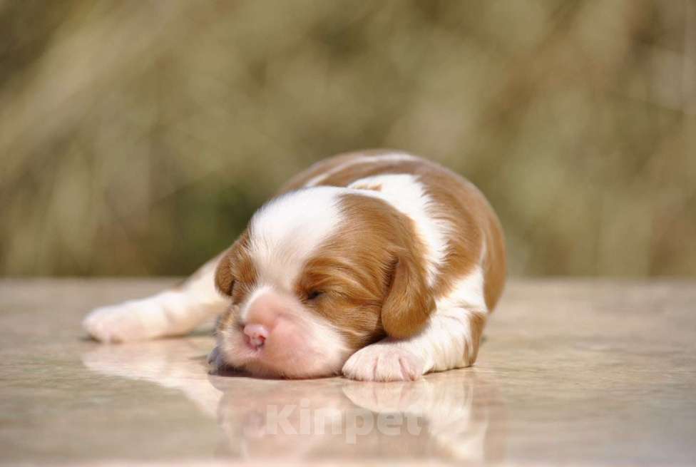 Собаки в Санкт-Петербурге: Мальчик Кавалер Кинг Чарльз Спаниель, полный комплект документов РКФ Мальчик, 80 500 руб. - фото 1
