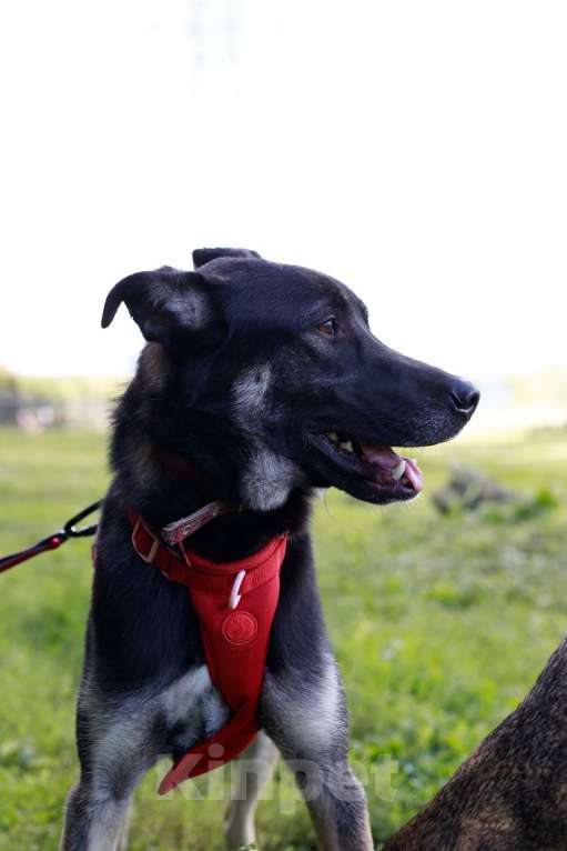 Собаки в Москве: Молодой песик Бакс  ищет дом! Мальчик, Бесплатно - фото 2