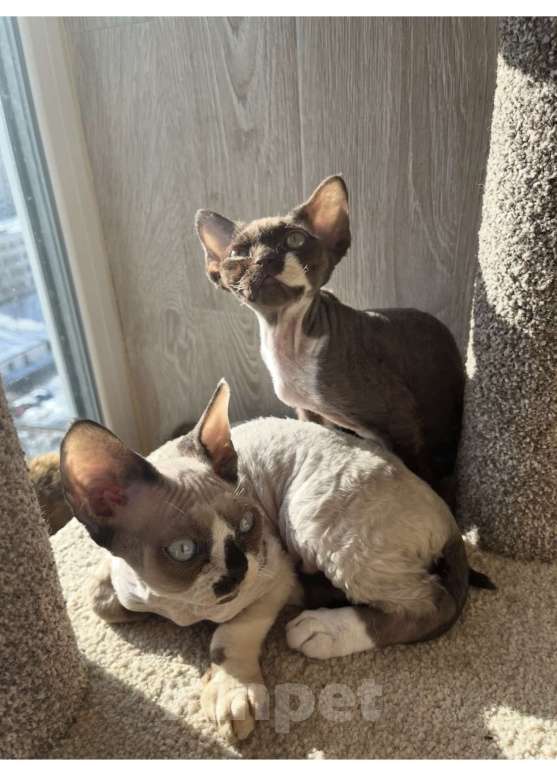 Кошки в Москве: Девон-рекс от чемпиона Разнополые, 80 000 руб. - фото 6