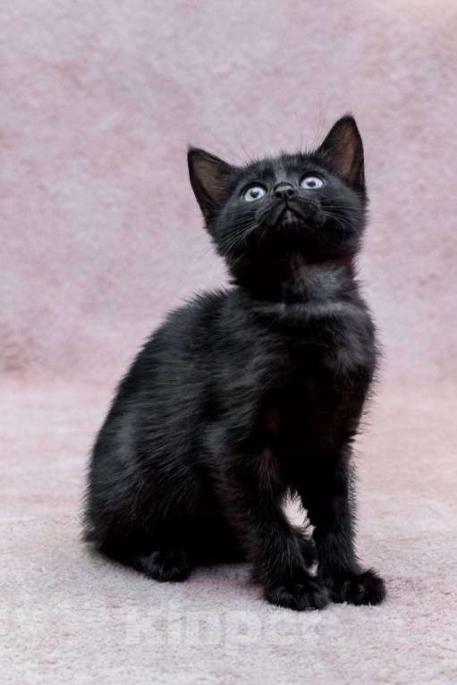 Кошки в Москве: котенок Коржик ищет дом Мальчик, Бесплатно - фото 2