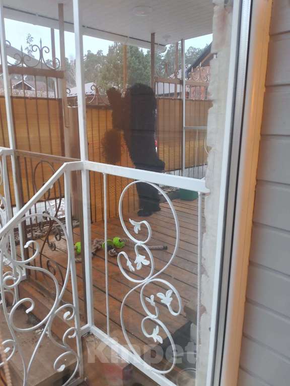 Собаки в Елабуге: Отдам кобеля в добрые руки  Мальчик, Бесплатно - фото 2