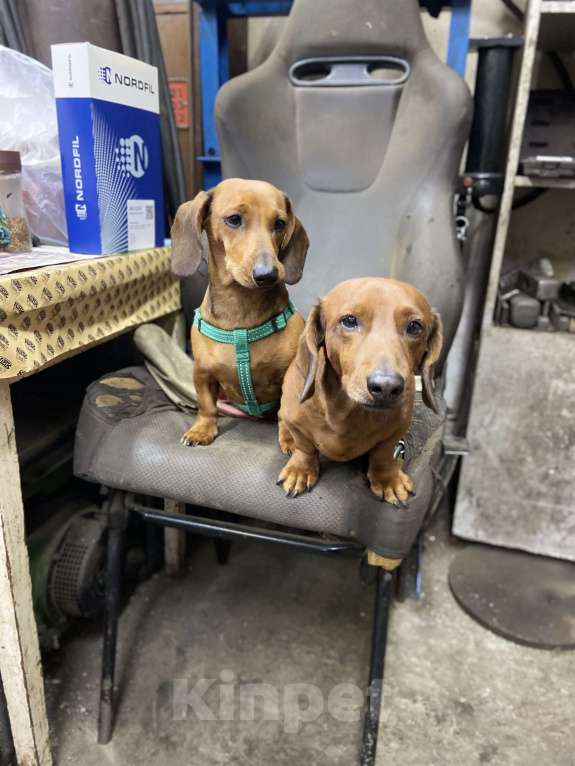 Собаки в Туле: Щенки мини таксы Мальчик, 18 000 руб. - фото 3