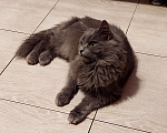 Кошки в Москве: Котёнок ищет дом Мальчик, 10 руб. - фото 5