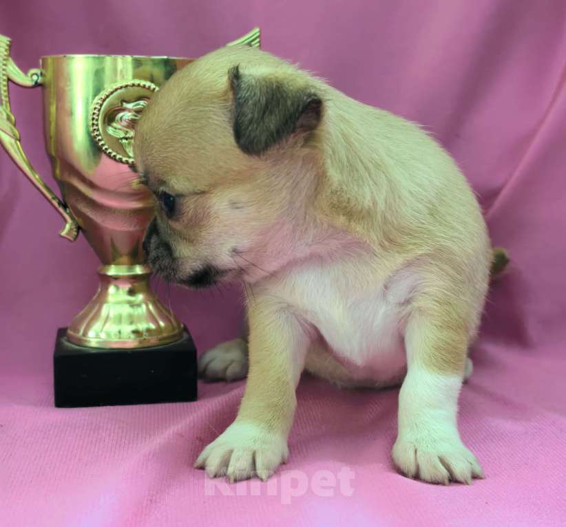 Собаки в Москве: Девочка чихуахуа готова к переезду в мае Девочка, 45 000 руб. - фото 8