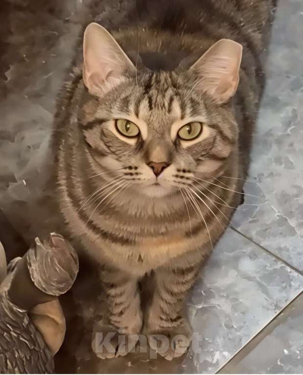 Кошки в Санкт-Петербурге: Кошечка Василиса ищет дом Девочка, Бесплатно - фото 3