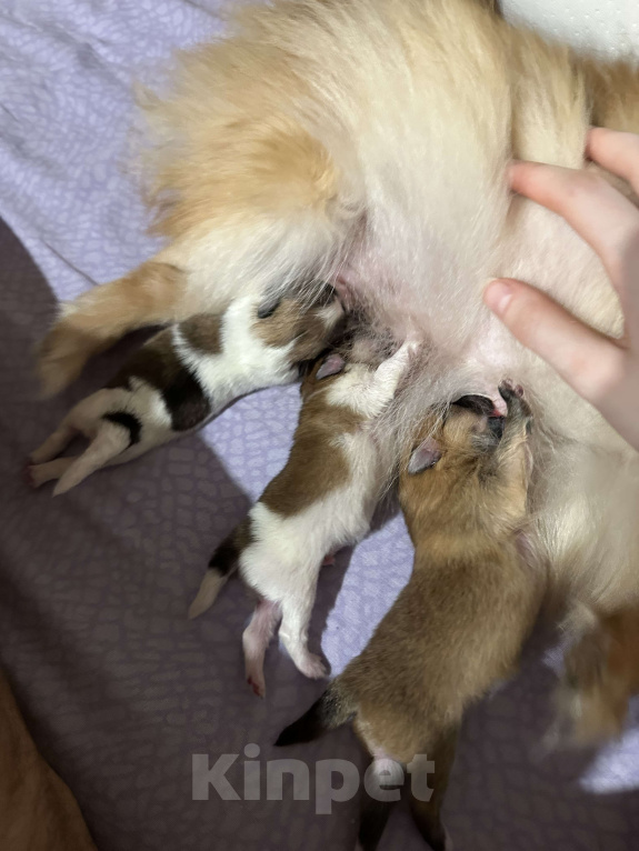 Собаки в Тюмени: Немецкий шпиц щенок мальчик Мальчик, 40 000 руб. - фото 7