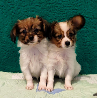 Девочки Папийона