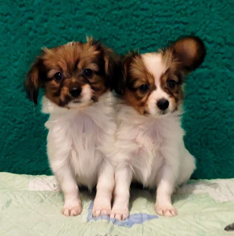 Собаки в Брянске: Девочки Папийона Девочка, 20 000 руб. - фото 1