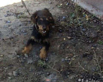 Собаки в Курске: Ягдтерьер для вязки, Бесплатно - фото 4