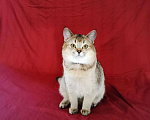 Кошки в Волгограде: Вязка британец золотая шиншилла, 2 000 руб. - фото 3