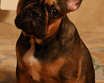 Собаки в Нижнем Новгороде: Французский бульдог Девочка, Бесплатно - фото 2