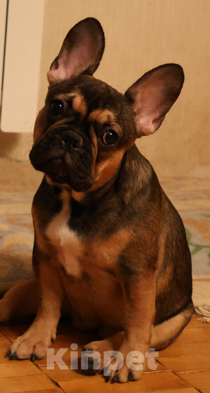 Собаки в Нижнем Новгороде: Французский бульдог Девочка, Бесплатно - фото 2