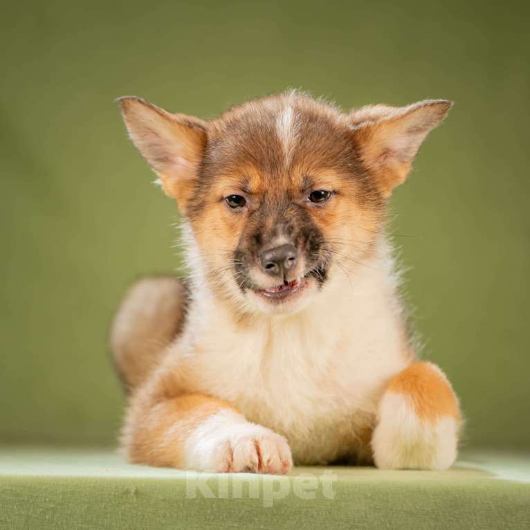 Собаки в Клине: Кешью - трепетная малышка Девочка, Бесплатно - фото 5