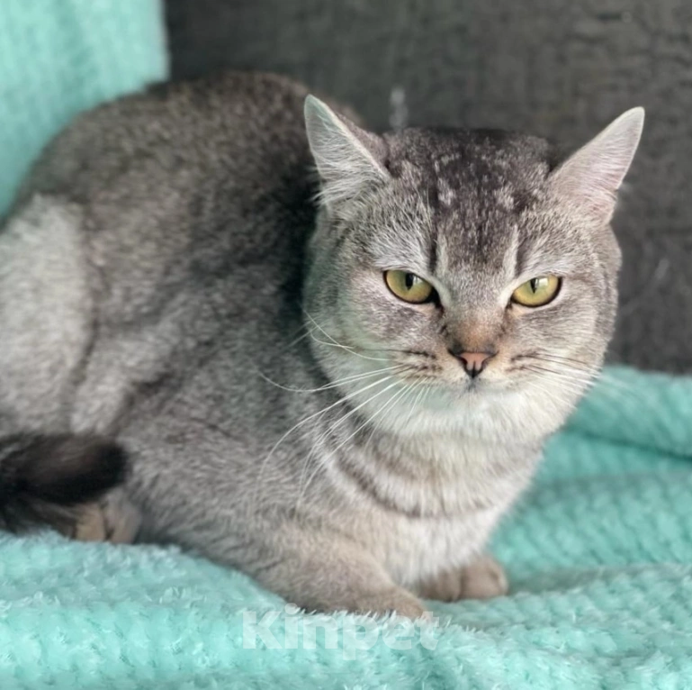 Кошки в Москве: Котика Сильвера выкинули люди Мальчик, Бесплатно - фото 3