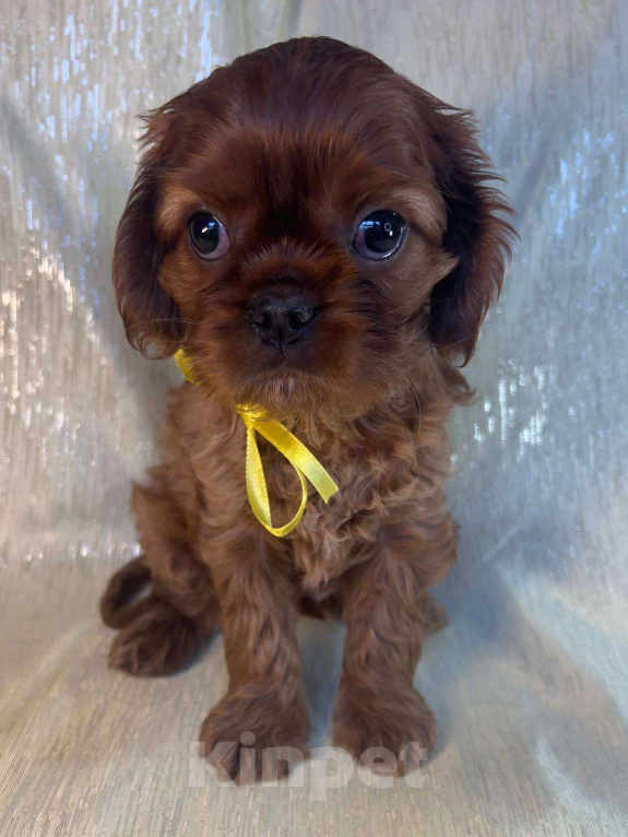 Собаки в Иваново: Шикарный рубинчик Мальчик, Бесплатно - фото 2