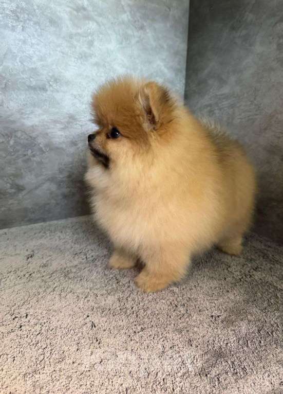 Собаки в Костроме: Померанский шпиц девочка Девочка, 60 000 руб. - фото 6