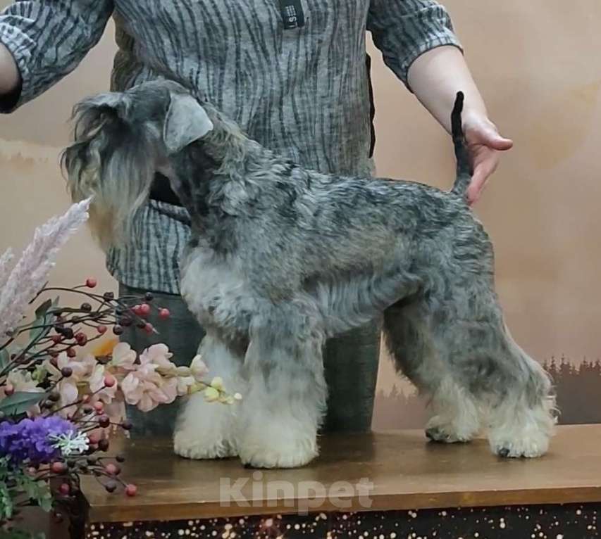 Собаки в Москве: вязка- цвергшнауцер перец с солью Мальчик, 10 000 руб. - фото 1