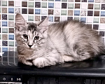 Кошки в Волгограде: Курильский бобтейл котенок Девочка, 45 000 руб. - фото 3