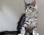 Кошки в Москве: Котята мейн-кун Мальчик, 40 000 руб. - фото 5