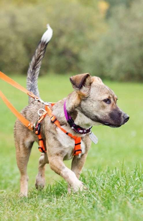 Собаки в Москве: Микки ищет заботливую семью Девочка, Бесплатно - фото 7