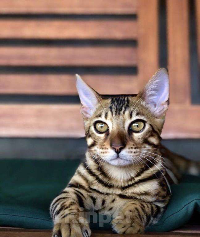 Кошки в Нытве: Продаю бенгальских котят, 15 000 руб. - фото 1