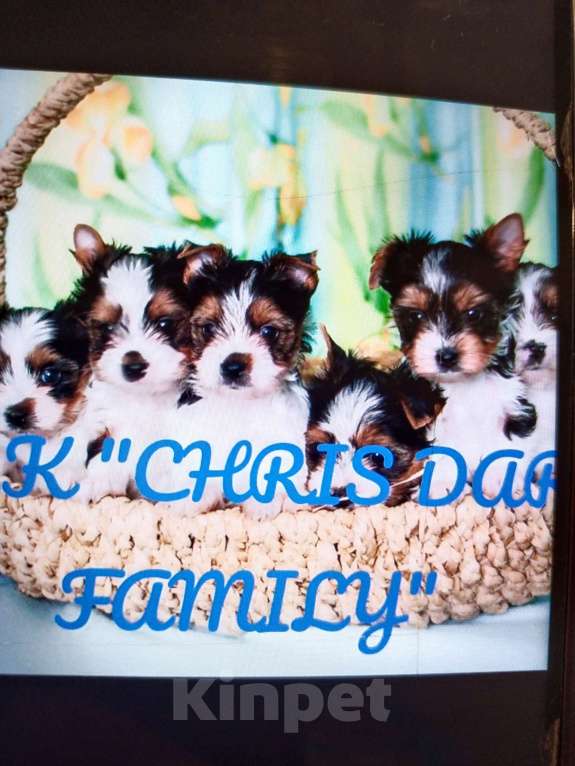 Собаки в Тольятти: Биверята Разнополые, Бесплатно - фото 1