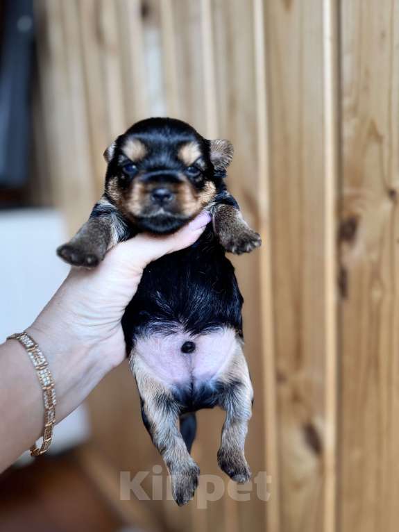 Собаки в Новосибирске: Йоркширский терьер, щенки Девочка, 35 000 руб. - фото 2