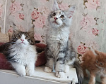 Кошки в Москве: Девочка Мейн кун Девочка, 25 000 руб. - фото 1