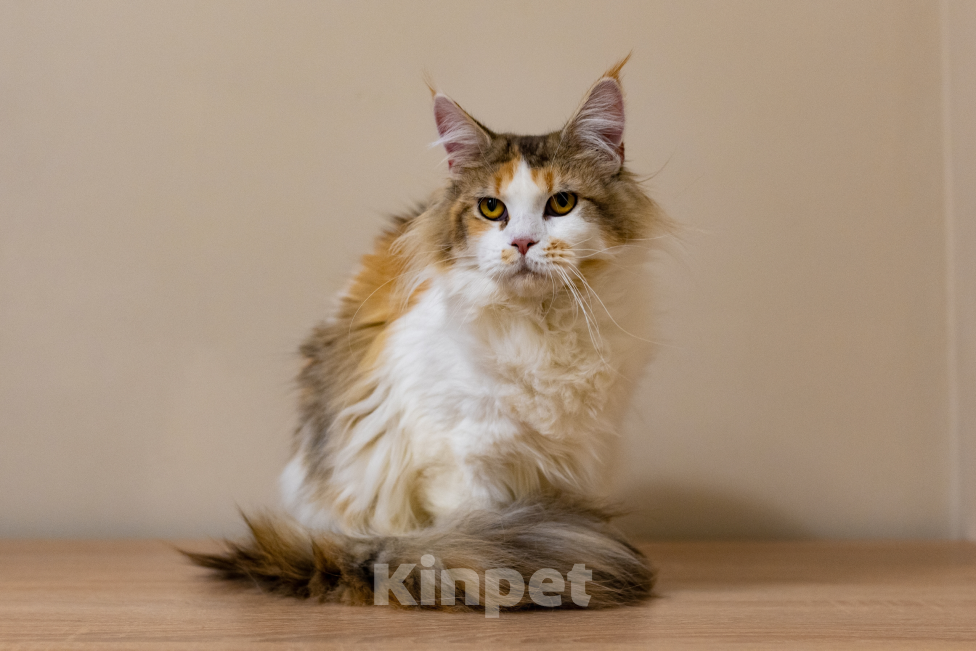 Кошки в Санкт-Петербурге: «Шоколадная» кошечка Девочка, 30 000 руб. - фото 1