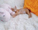 Кошки в Санкт-Петербурге: Рыжий чудо, мальчик 1,5 мес в поисках любимого и любящего человека Мальчик, 200 руб. - фото 2